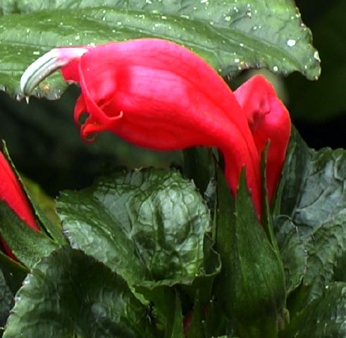 acanthaceae1.jpg