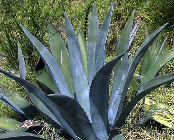 agave_americana.jpg