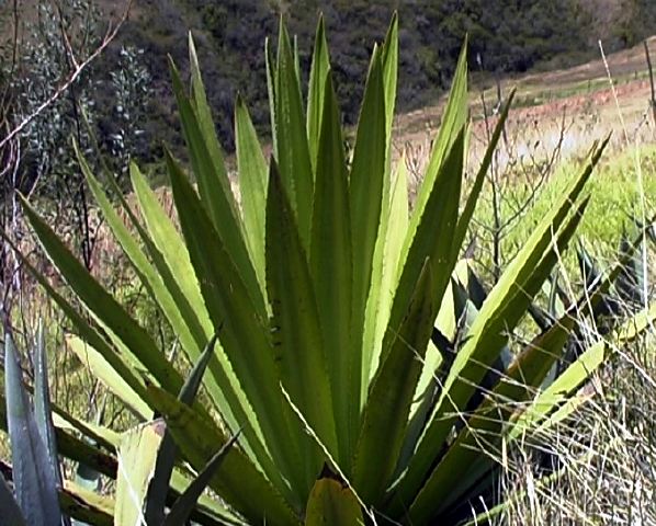 furcraea_andina.jpg