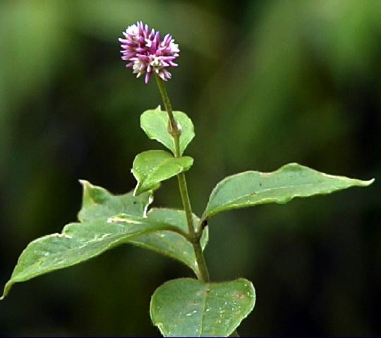 alternanthera_porrigens.jpg