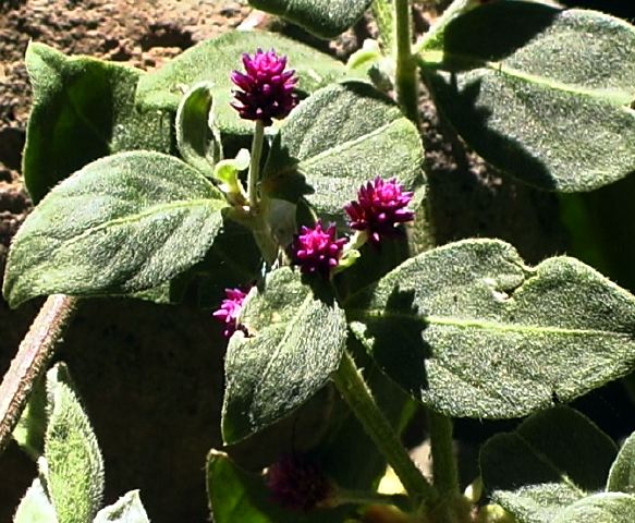 alternanthera_porrigens_var.jpg