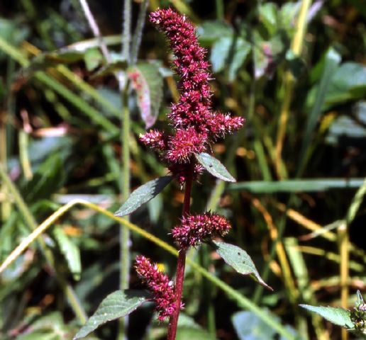 amaranthus_nqa.jpg