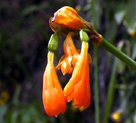 amarrilidaceae_paluguillo.jpg