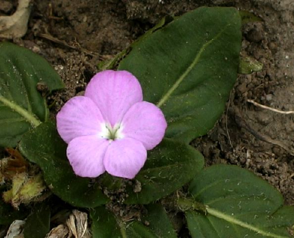 vinca_sp._.jpg