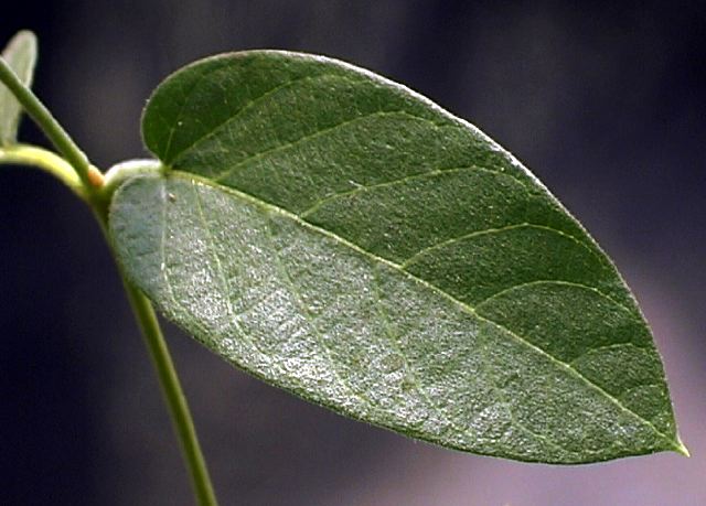 cynanchum_quitense_leaf.jpg