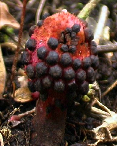 corynaea_sp..jpg