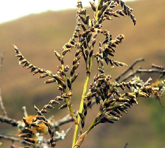 brom_branched_flower_1.jpg