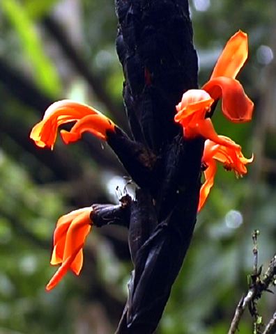 pitcairnia.jpg