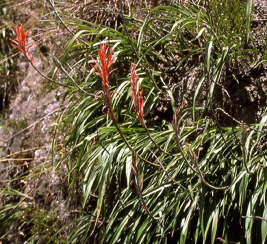 pitcairnia_chaco.jpg