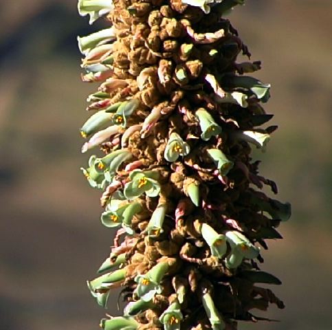 puya_cu.jpg