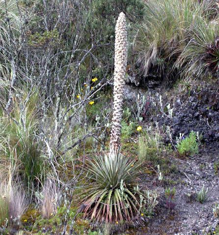 puya_hamata_cotopaxi.jpg