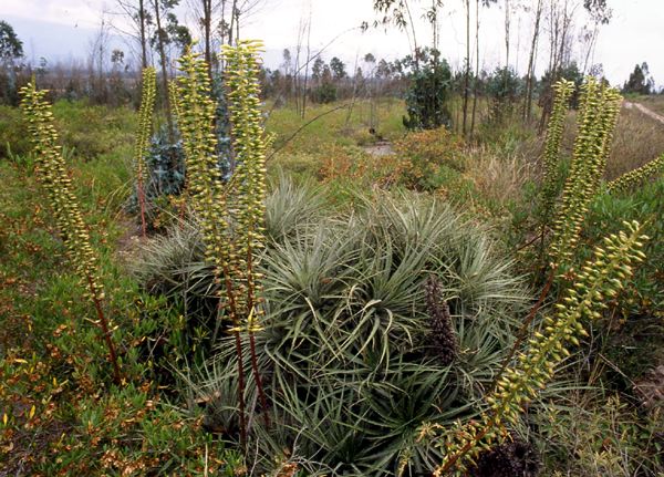 puya_nqa.jpg
