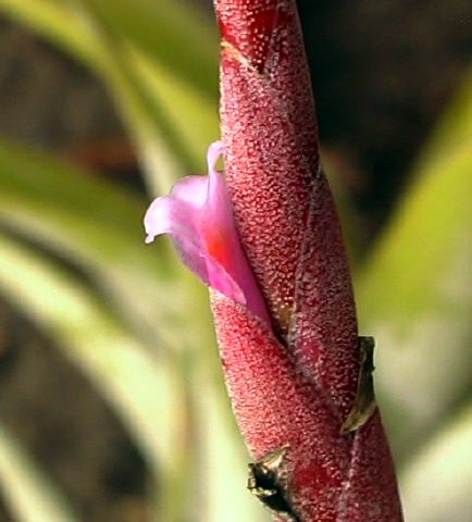 tillandsia___incarnata_nqa.jpg