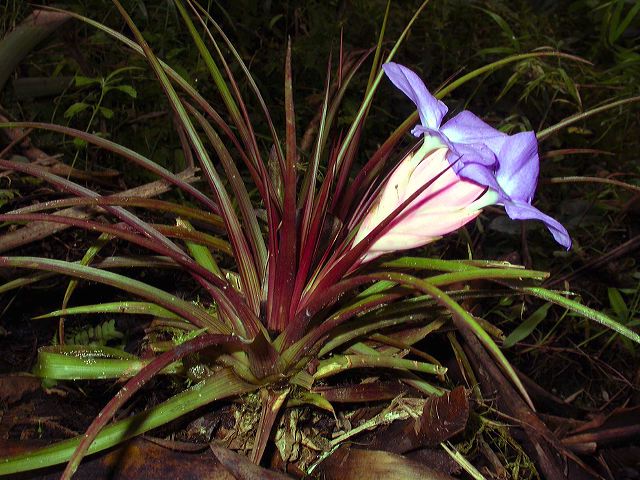 tillandsia_cyanea.jpg