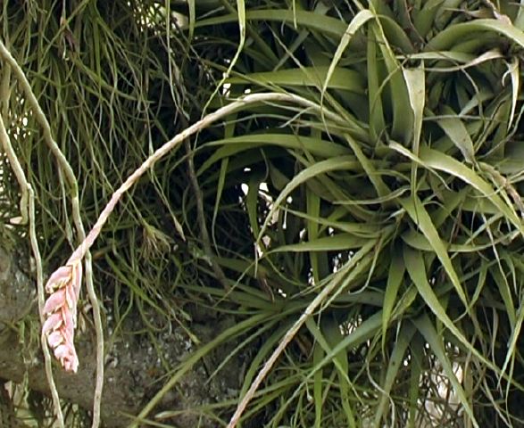 tillandsia_incarnata__nqa.jpg