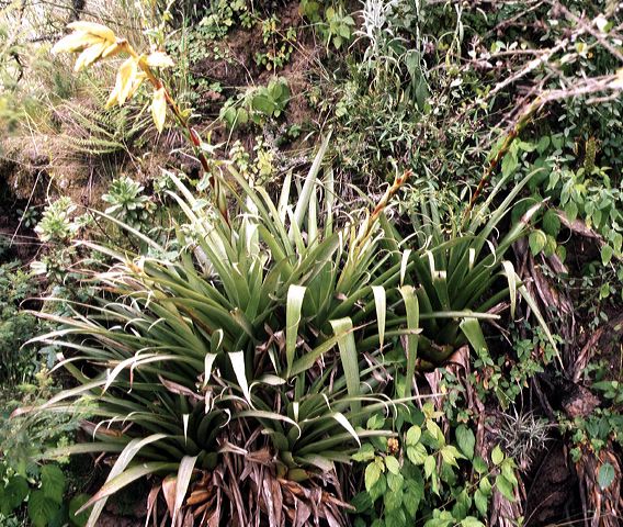 tillandsia_lajensis.jpg