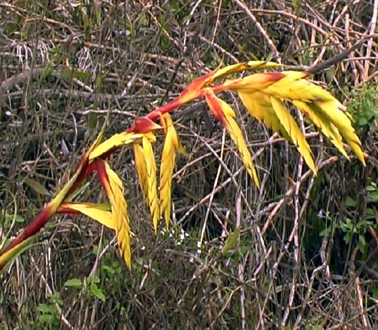 tillandsia_lajensis_nqa.jpg
