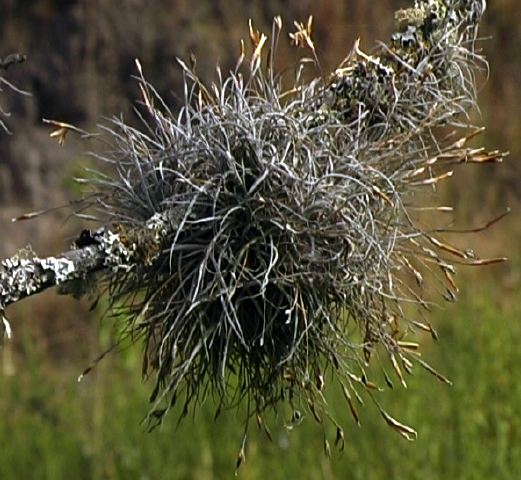 tillandsia_recurvata.jpg