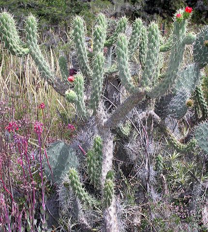 opuntia_cylindrica1.jpg
