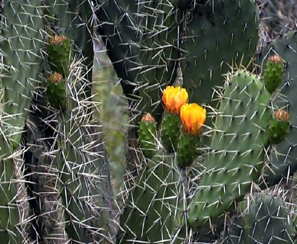 opuntia_sp._1_nqa.jpg