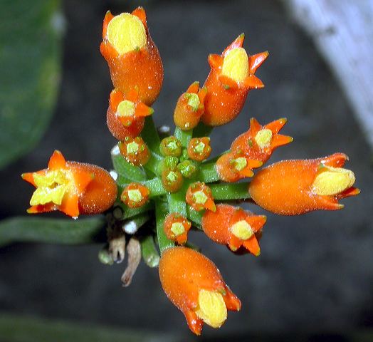 dscn8528.jpg