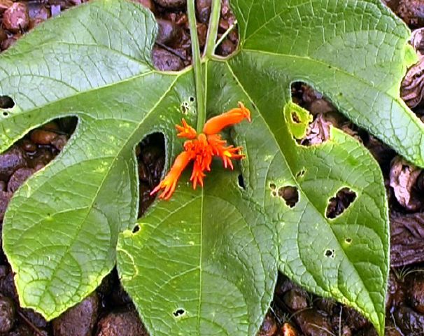 gurania_sp._.jpg
