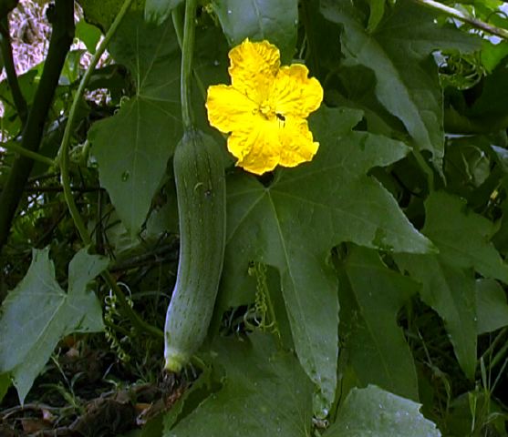 luffa_sp..jpg