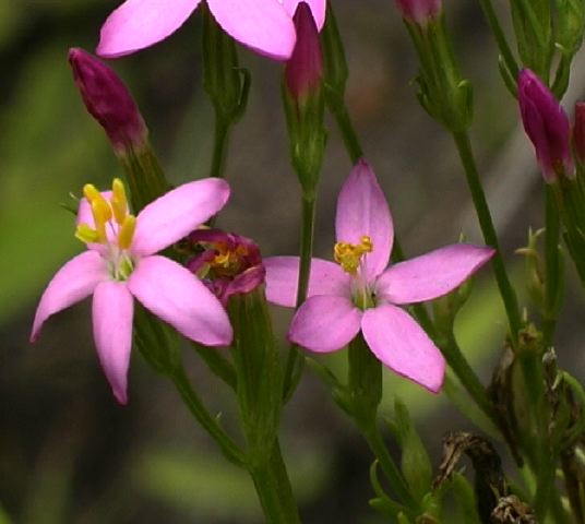 centaurium_erinaceum__.jpg