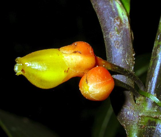 dscn1066.jpg
