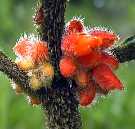 red_from_trunk_3.jpg