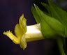 yellow_tube