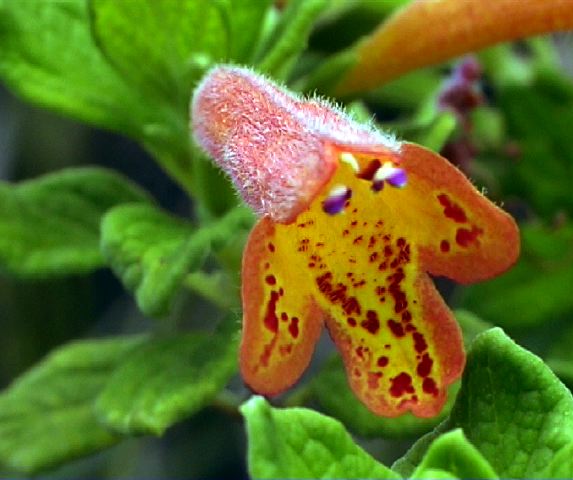 clinopodium_tomentosum_chac.jpg