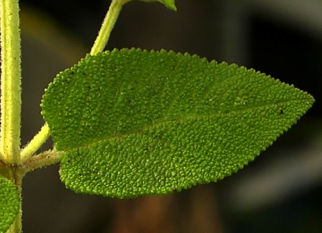 lepechinia_betonicaefolia_l.jpg