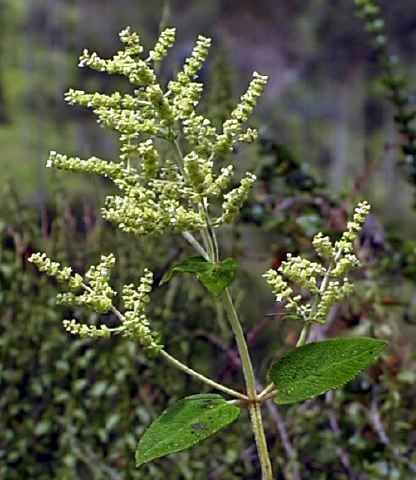 lepechinia_betonicaefolia_w.jpg