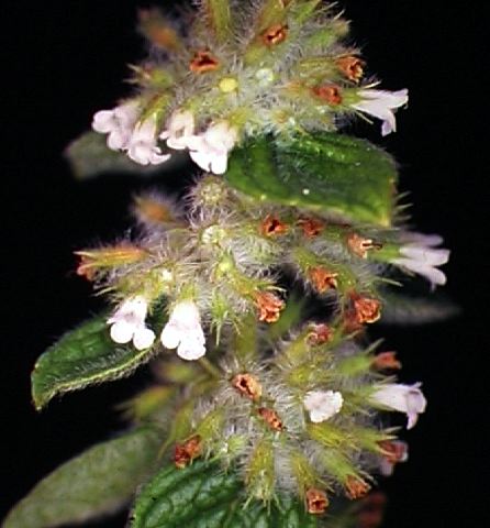 minthostachys_mollis.jpg