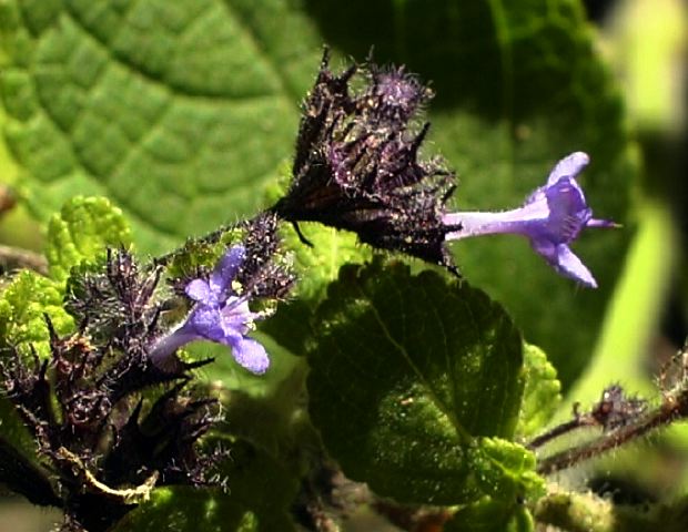 minthostachys_tomentosa_1.jpg