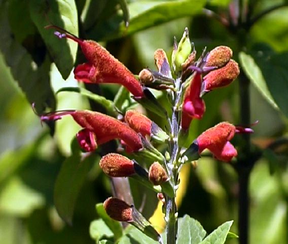 salvia_sp._1__paluguillo.jpg