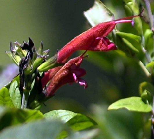 salvia_sp._1_paluguillo.jpg