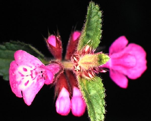 stachys_chaco_.jpg