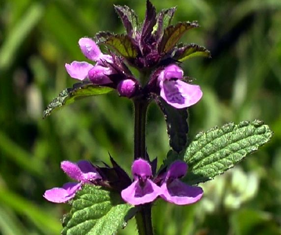 stachys_sp._paluguillo.jpg