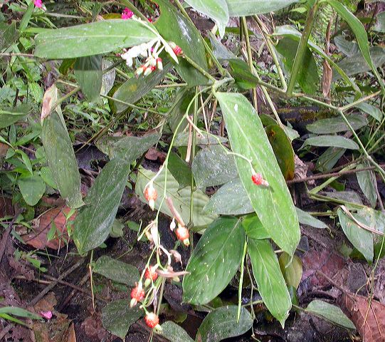 dscn8437.jpg