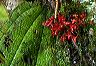 melastome_climber