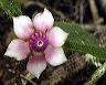 melastome_climber_a