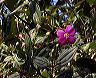tibouchina