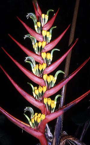 heliconia.jpg