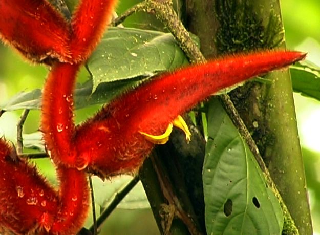 heliconia_furry_4.jpg