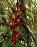 heliconia_furry_3