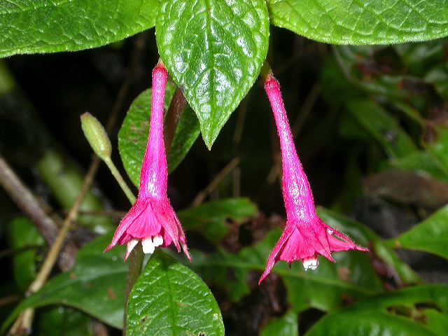 dscn0734.jpg