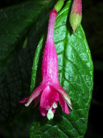 dscn0802.jpg