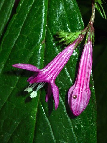 dscn4334.jpg